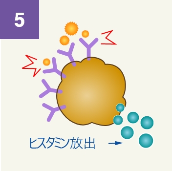 花粉が侵入し抗体が肥満細胞を刺激する