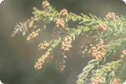 allergy_img_2